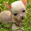 Photo de l'animal n°35646