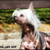 Photo de l'animal n°35646