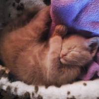 Photo #259749 de Baileys