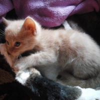 Photo #259750 de Baileys