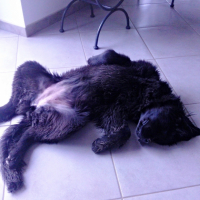 Photo #259772 de idole 