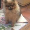 Photo de l'animal n°35651