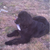 Photo #259792 de idole 