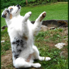 Photo de l'animal n°35680