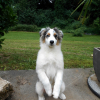 Photo de l'animal n°35680