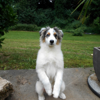 Photo #259831 de Lassy