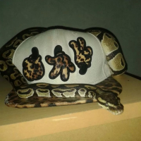 Photo #259852 de stella