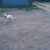 Photo de l'animal n°35707