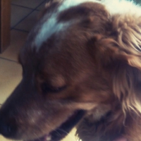Photo #259929 de Sam