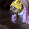 Photo de l'animal n°35746