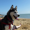 Photo de l'animal n°35747