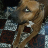 Photo #259986 de ziva