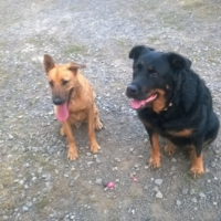 Photo #260017 de Tyson