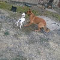 Photo #260018 de Tyson