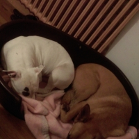 Photo #260020 de Tyson