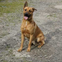 Photo #260024 de Tyson