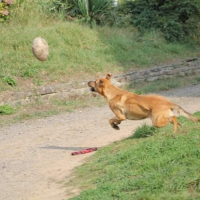 Photo #260026 de Tyson