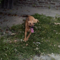 Photo #260027 de Tyson