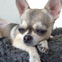 Photo #260060 de Xs la princesse 