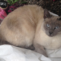 Photo #260139 de Thelya