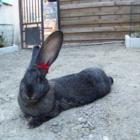 Photo #260238 de ROSALY