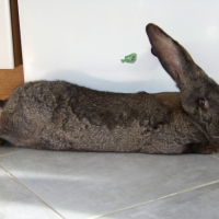 Photo #260240 de ROSALY