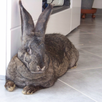 Photo #260241 de ROSALY