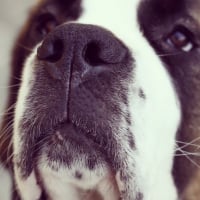 Photo #260250 de Igor