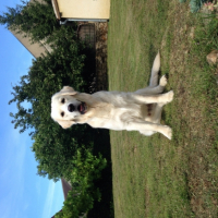 Photo #260263 de Jaïgo