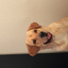Photo de l'animal n°35884