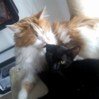 Photo de l'animal n°35887