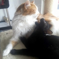 Photo de l'animal n°35887