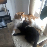 Photo de l'animal n°35887