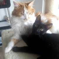 Photo #260301 de Simba et Nala 