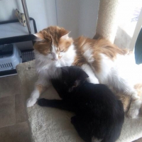 Photo #260302 de Simba et Nala 