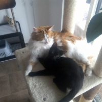 Photo #260304 de Simba et Nala 