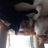 Photo #260305 de Simba et Nala 