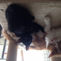 Photo #260306 de Simba et Nala 