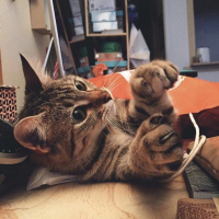 Photo de l'animal n°35896