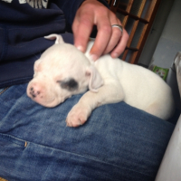 Photo #260381 de Larko