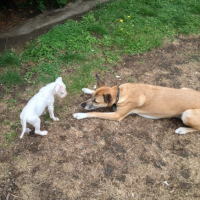 Photo #260382 de Larko