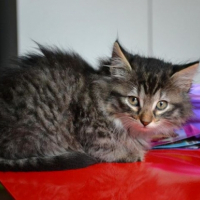 Photo #260407 de Leïa