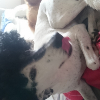 Photo #260433 de Luna