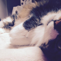 Photo de l'animal n°35928
