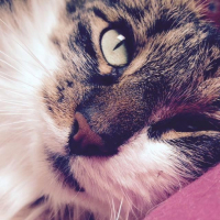 Photo de l'animal n°35928
