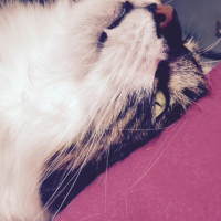 Photo de l'animal n°35928