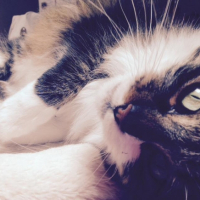 Photo de l'animal n°35928