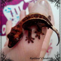 Photo #260501 de Dino