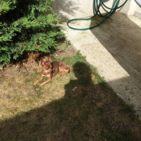 Photo #260595 de Cooky