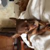 Photo de l'animal n°35980